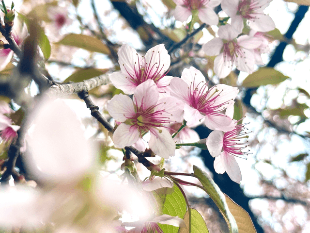 sakura